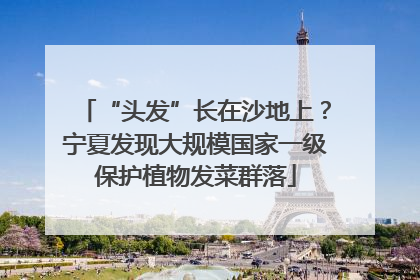 “头发”长在沙地上？宁夏发现大规模国家一级保护植物发菜群落