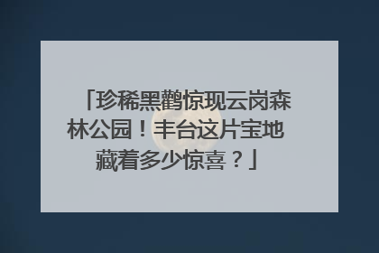 珍稀黑鹳惊现云岗森林公园！丰台这片宝地藏着多少惊喜？