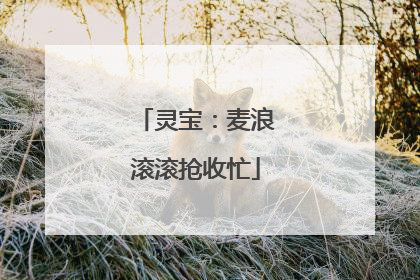 灵宝：麦浪滚滚抢收忙
