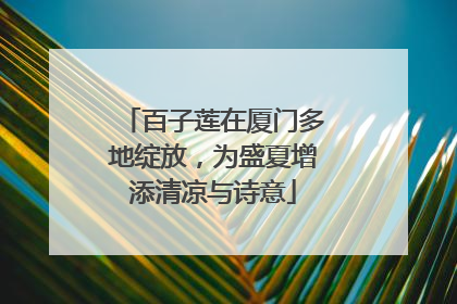 百子莲在厦门多地绽放，为盛夏增添清凉与诗意