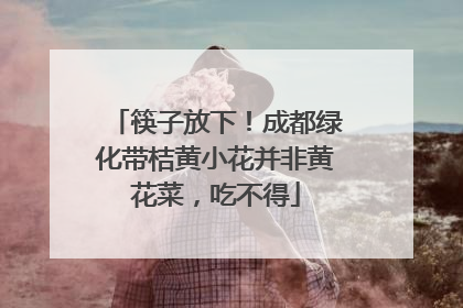 筷子放下！成都绿化带桔黄小花并非黄花菜，吃不得
