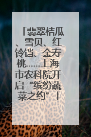 翡翠桔瓜、雪贝、红铃铛、金寿桃……上海市农科院开启“缤纷蔬菜之约”
