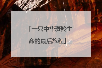 一只中华斑羚生命的最后旅程
