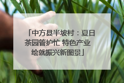 中方县半坡村：夏日茶园管护忙 特色产业绘就振兴新图景
