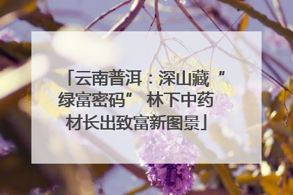 云南普洱：深山藏“绿富密码” 林下中药材长出致富新图景
