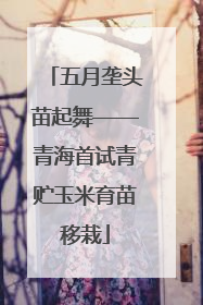 五月垄头苗起舞——青海首试青贮玉米育苗移栽