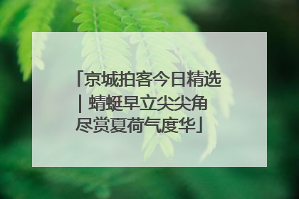 京城拍客今日精选｜蜻蜓早立尖尖角 尽赏夏荷气度华