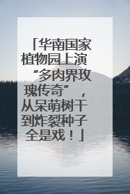 华南国家植物园上演“多肉界玫瑰传奇”，从呆萌树干到炸裂种子全是戏！