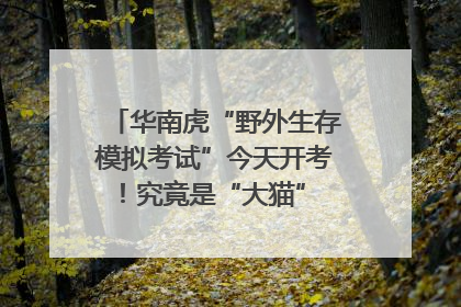 华南虎“野外生存模拟考试”今天开考！究竟是“大猫” 还是顶级猎食者？