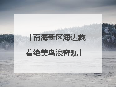南海新区海边藏着绝美鸟浪奇观