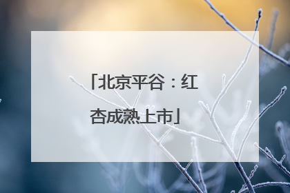 北京平谷：红杏成熟上市