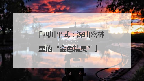 四川平武：深山密林里的“金色精灵”
