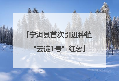 宁洱县首次引进种植“云淀1号”红薯