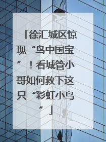 徐汇城区惊现“鸟中国宝”！看城管小哥如何救下这只“彩虹小鸟”