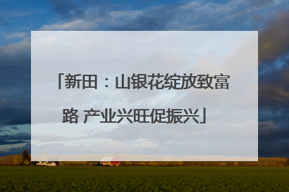 新田：山银花绽放致富路 产业兴旺促振兴