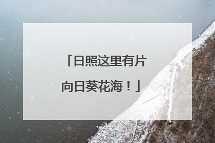日照这里有片向日葵花海！