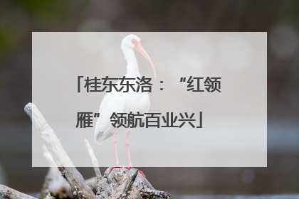 桂东东洛:“红领雁”领航百业兴