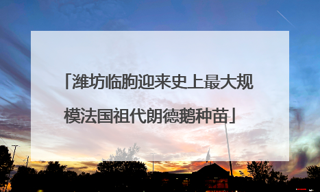 潍坊临朐迎来史上最大规模法国祖代朗德鹅种苗