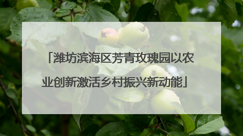 潍坊滨海区芳青玫瑰园以农业创新激活乡村振兴新动能
