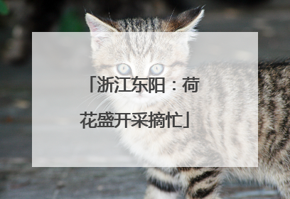 浙江东阳：荷花盛开采摘忙