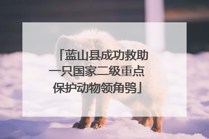 蓝山县成功救助一只国家二级重点保护动物领角鸮