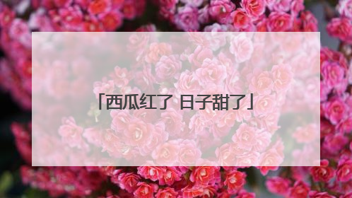 西瓜红了 日子甜了