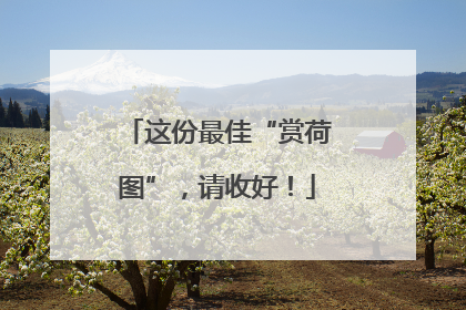这份最佳“赏荷图”，请收好！