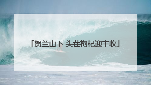 贺兰山下 头茬枸杞迎丰收