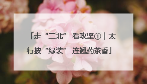 走“三北” 看攻坚①｜太行披“绿装” 连翘药茶香
