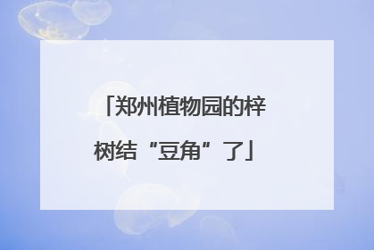 郑州植物园的梓树结“豆角”了