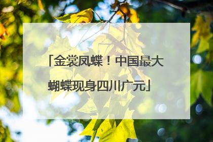 金裳凤蝶！中国最大蝴蝶现身四川广元