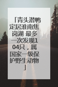 青头潜鸭定居淮南焦岗湖 最多一次发现104只，属国家一级保护野生动物