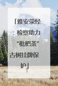 雅安荥经：检察助力“枇杷茶”古树挂牌保护