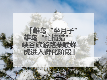 雌鸟“坐月子”雄鸟“忙捕猎” 峡谷旅游路栗喉蜂虎进入孵化阶段