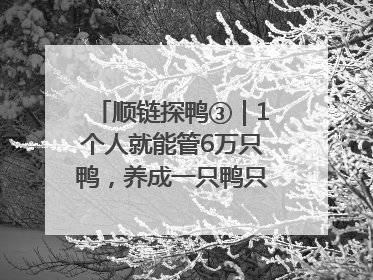 顺链探鸭③｜1个人就能管6万只鸭，养成一只鸭只需50多天