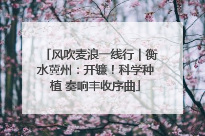 风吹麦浪一线行｜衡水冀州：开镰！科学种植 奏响丰收序曲