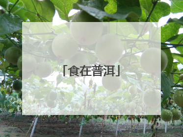 食在普洱