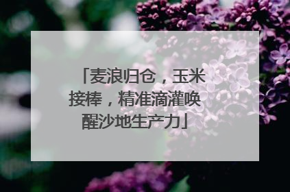麦浪归仓，玉米接棒，精准滴灌唤醒沙地生产力